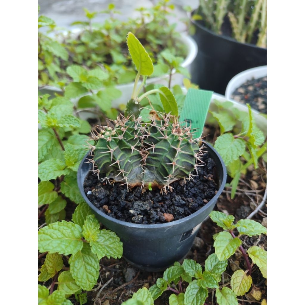 Tanaman hias kaktus miha gymno LB Hybrid double head