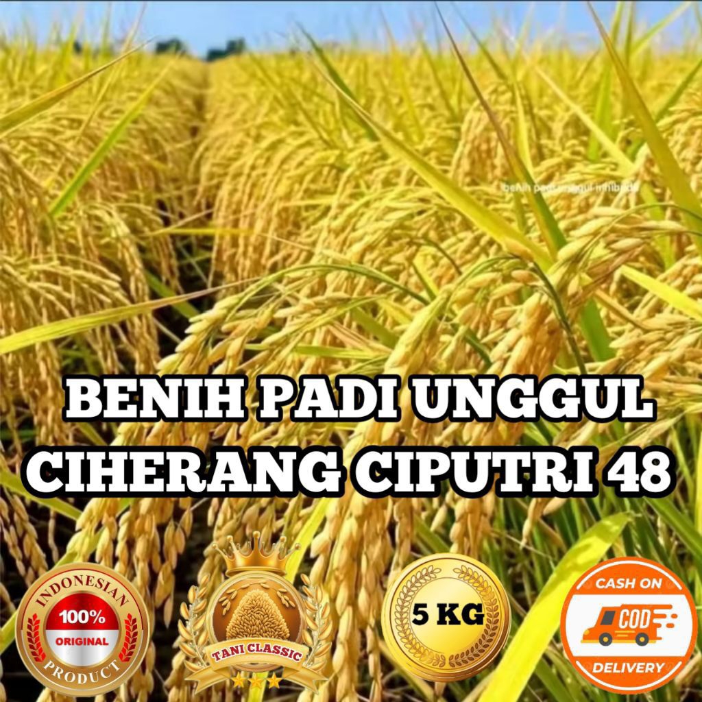 Bibit Benih Padi Ciherang Ciputri48 Super Kemasan 5Kg
