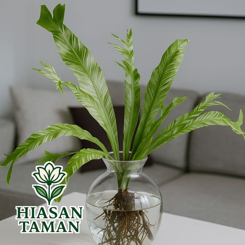 Tanaman media air kadaka variegata - tanaman hias kadaka variegata - tanaman yg bisa hidup di air