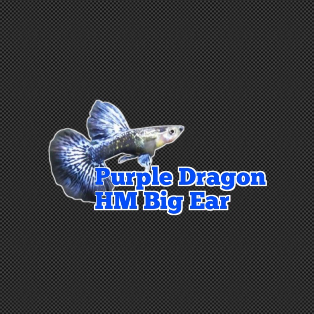 Sticker Guppy Purple Dragon HM big ear Tahan air