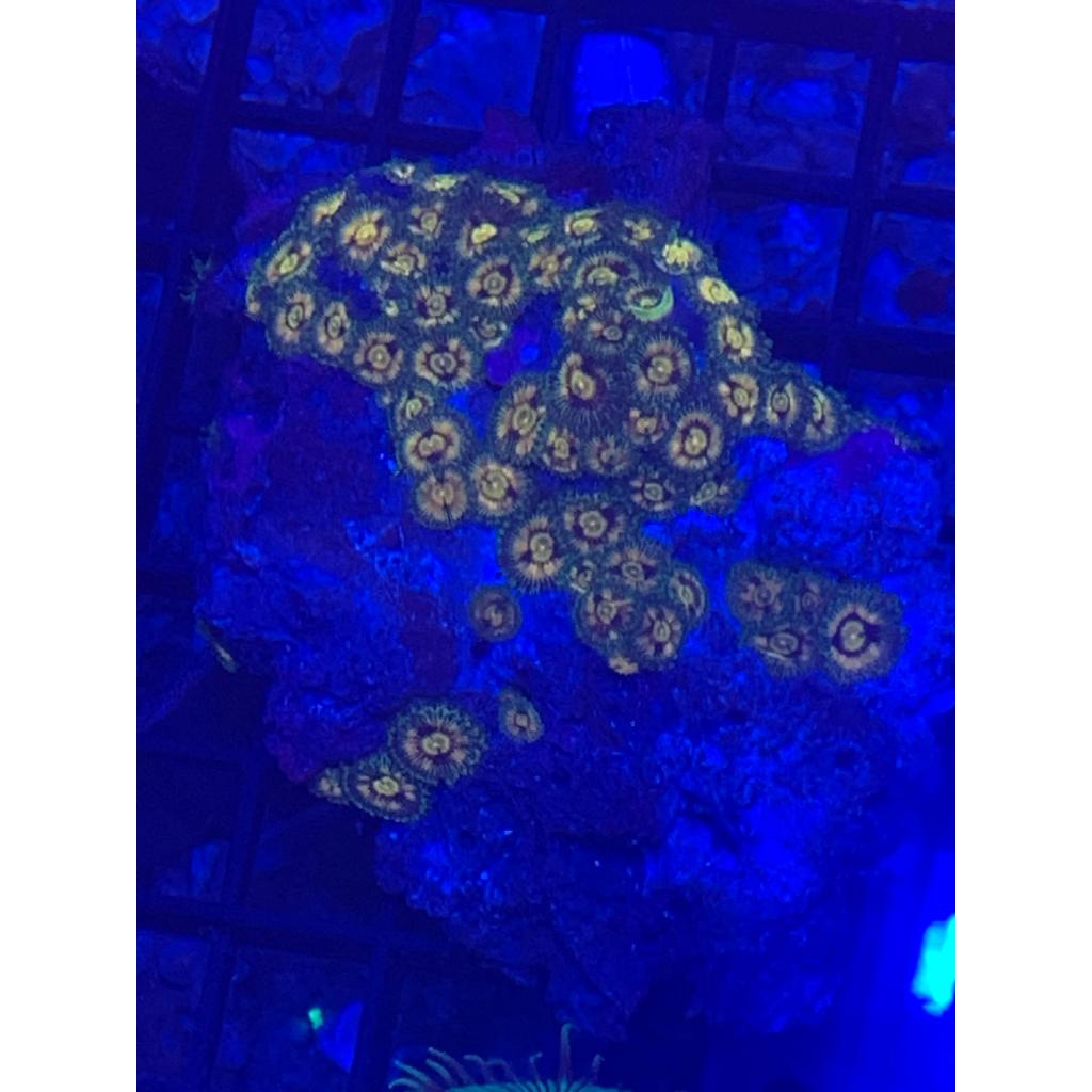 Koral / Coral Zoa Koloni