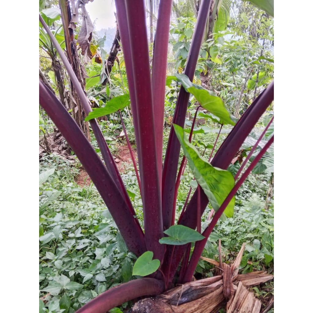 bibit talas pratama3