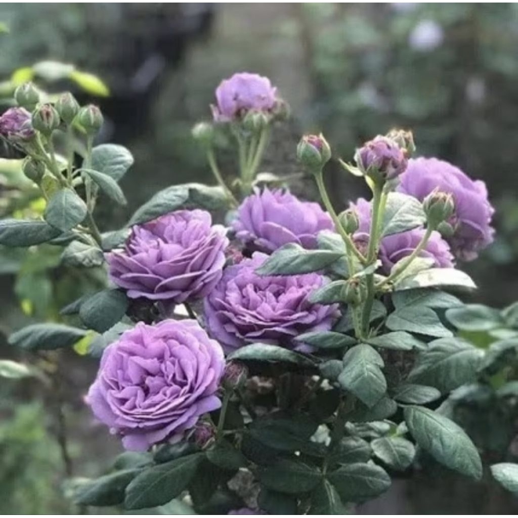 Pohon Mawar Kinda Blue Mawar Import Wangi Kinda Blue