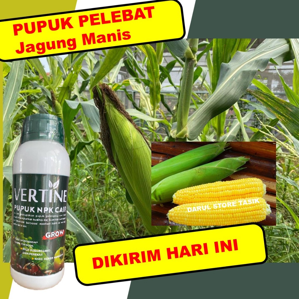 Pupuk NPK Cair Vertine Grow Jagung Manis Panen Melimpah