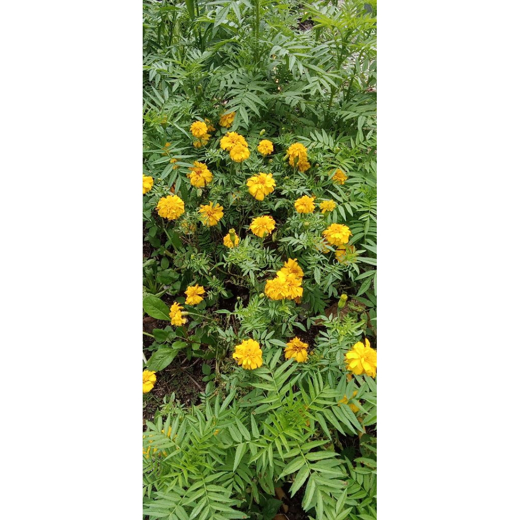 bibit bunga tai ayam