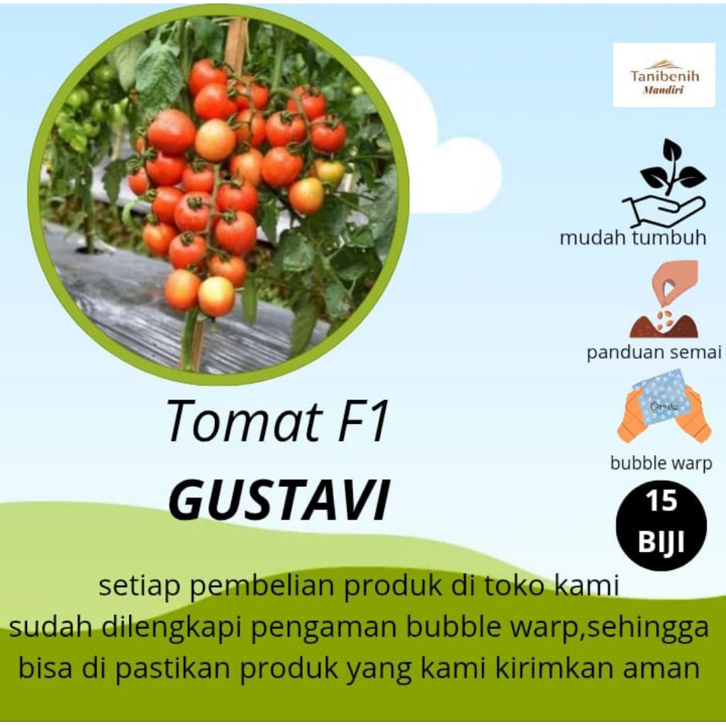 15 Biji Benih Tomat GUSTAVI F1,berbuah Lebat