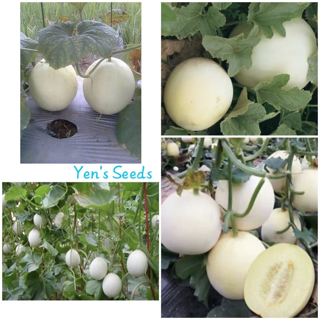 Benih Melon Putih Honeydew ( 6 Butir )