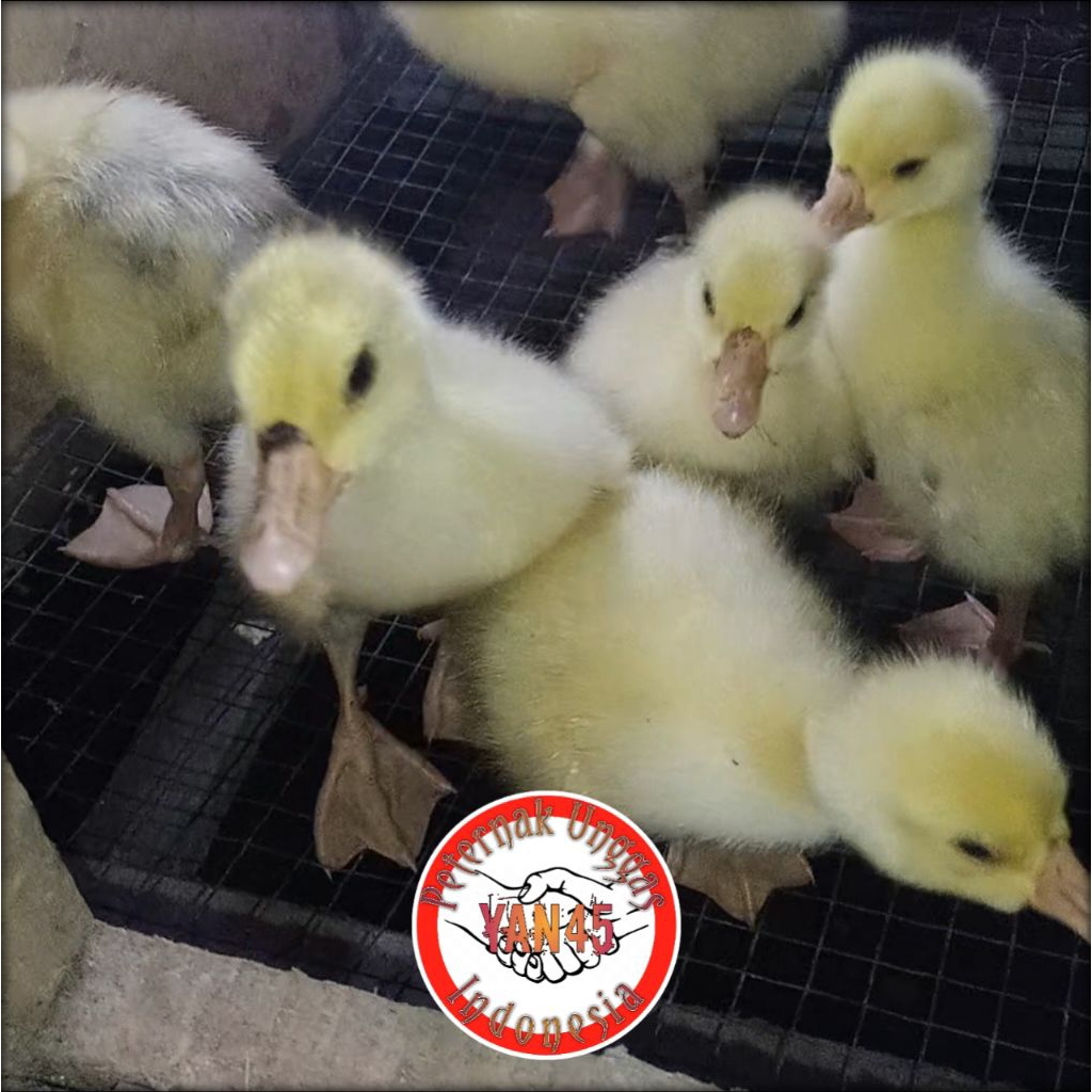 Anak Soang | Bibit Soang | Soang | Anak Angsa | Bibit Angsa | Angsa | Yan45