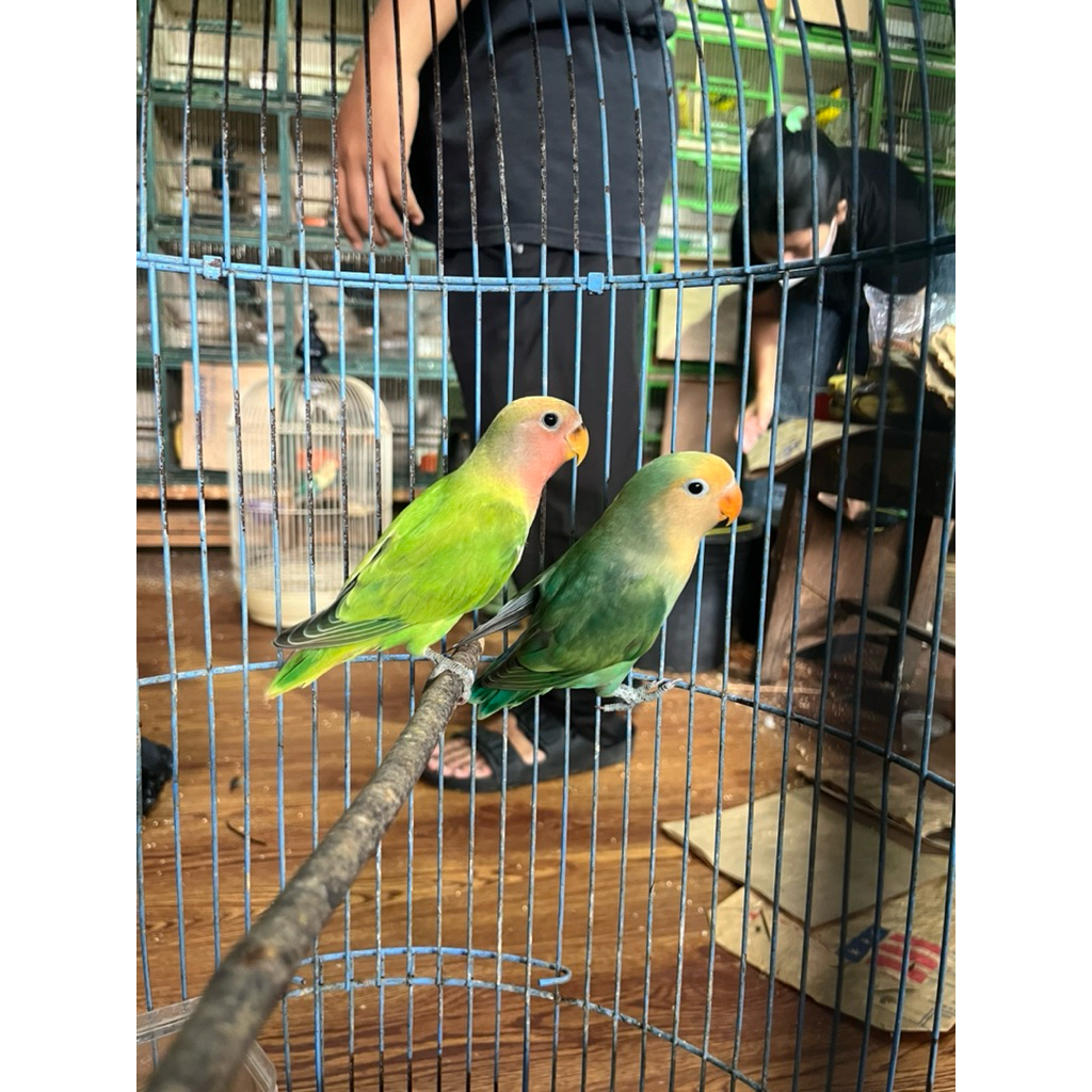 Burung Lovebird Non Klep Pilihan Sepasang