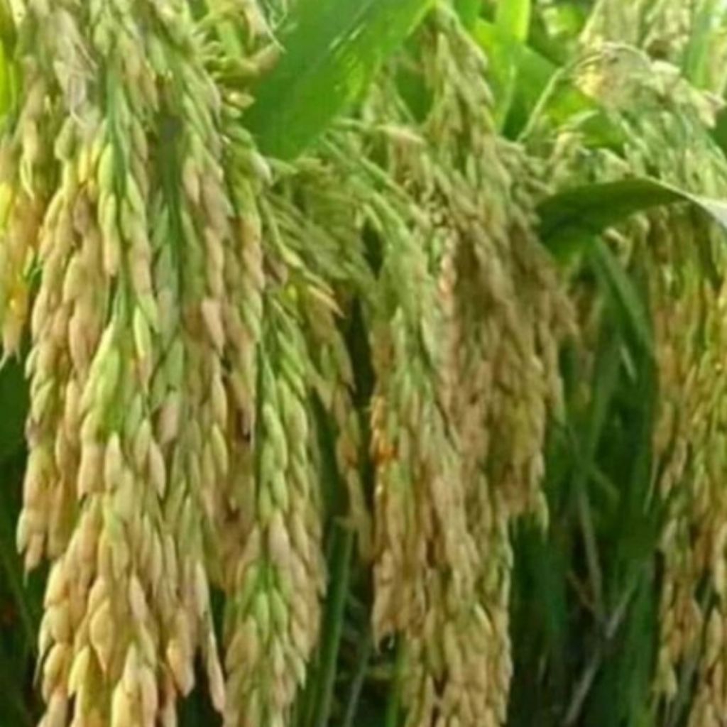 bibit padi mr 337...sedayu..