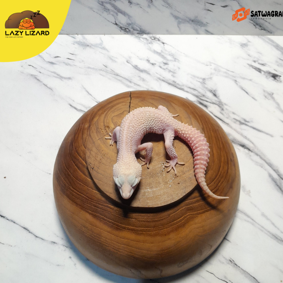 Mainan Anak GECKO Warna SUPER SNOW RAPTOR