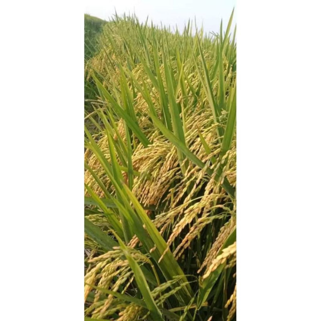 BENIH PADI JAPANESE SUPER JUMBO PULEN 1KG