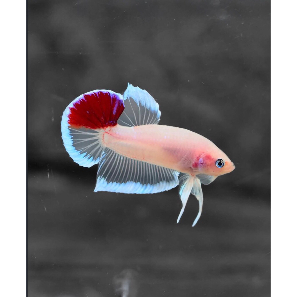 ikan hias cupang cello bagus