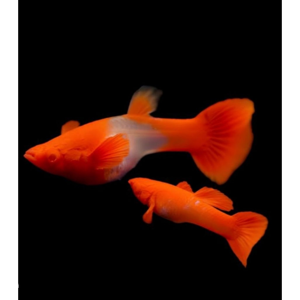 guppy albino koi red ear