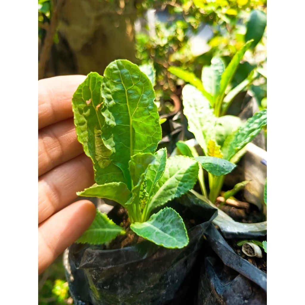BIBIT TANAMAN KALE NERO DATARAN RENDAH