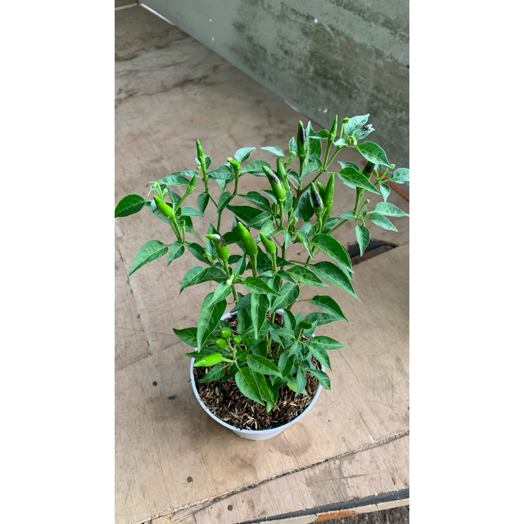 Cengek bara | bibit cengek bara