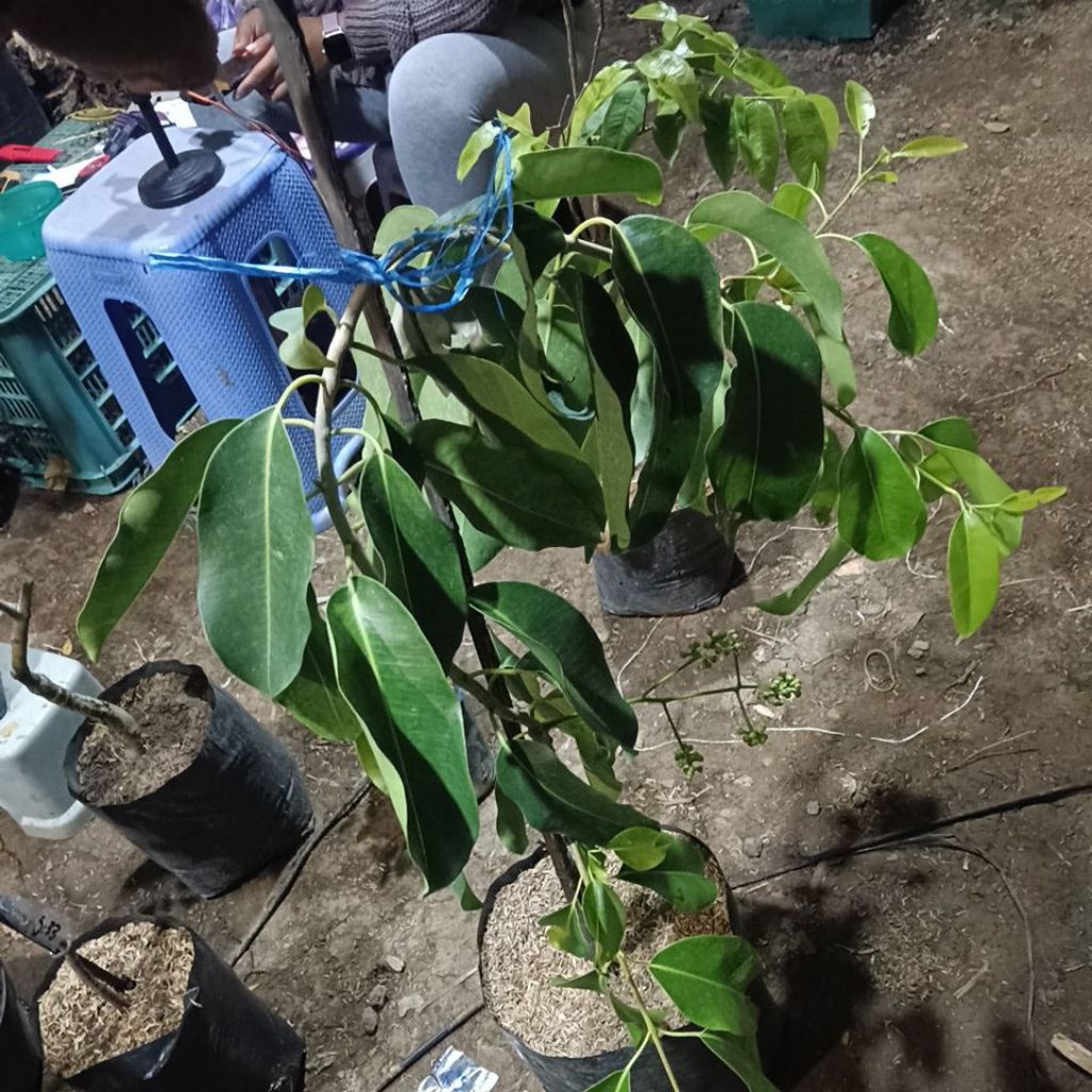 Indukan Juwet Hitam Tanpa Biji