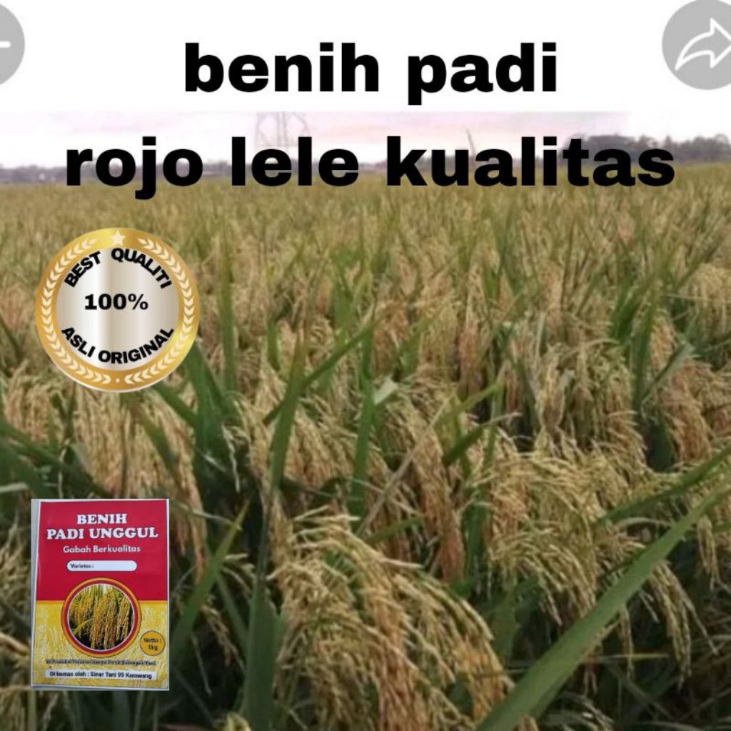 BENIH PADI ROJO LELE KEMASAN 5KG