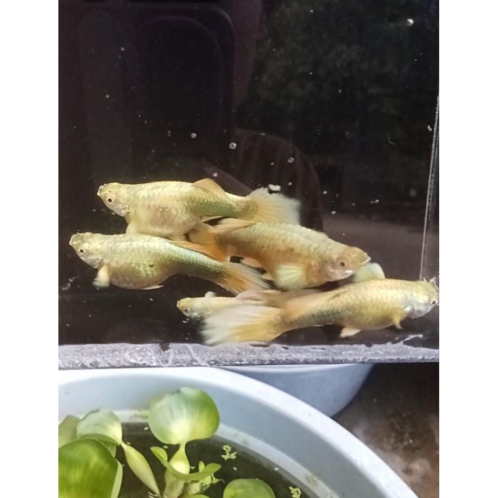Guppy full gold Vietnam