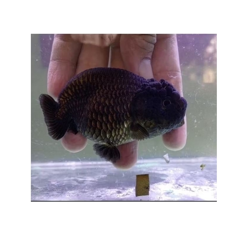 Koki ranchu black buffalo tinytail