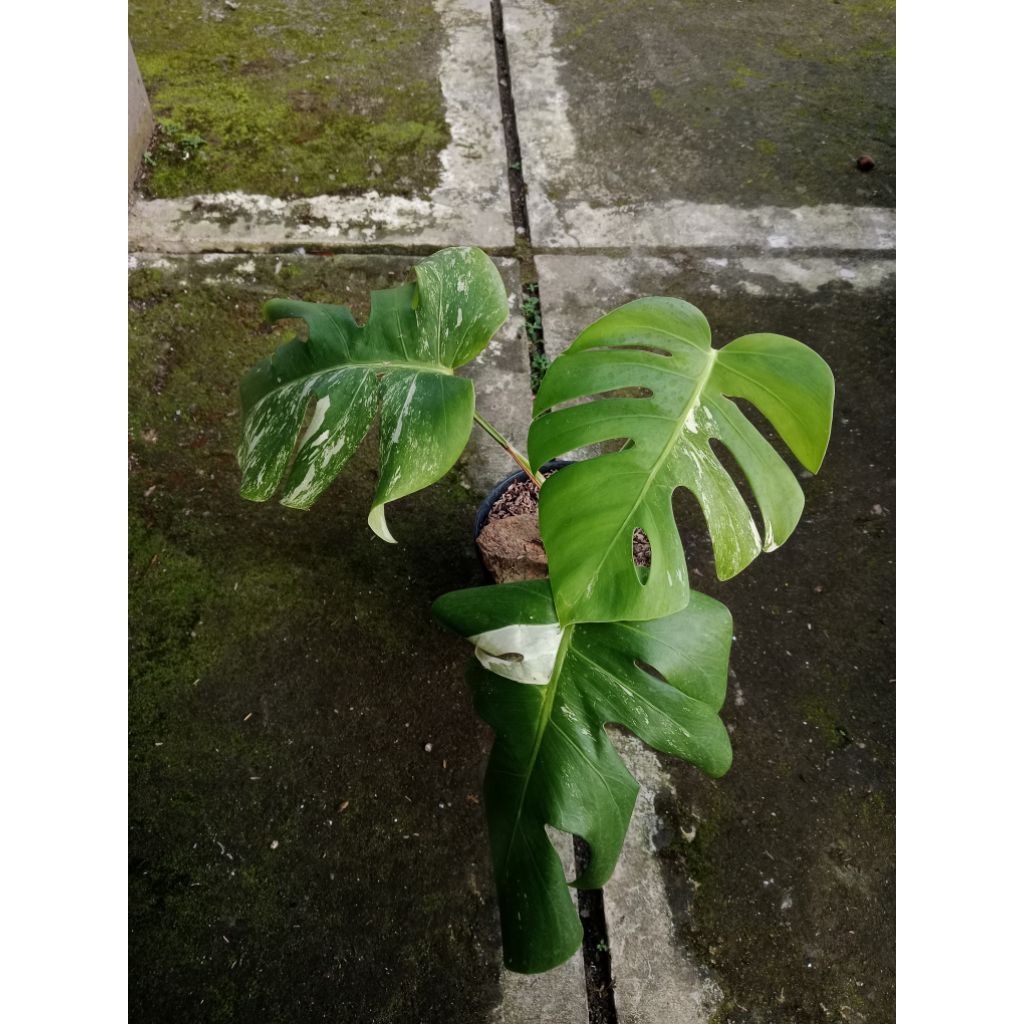 monstera variegata albo