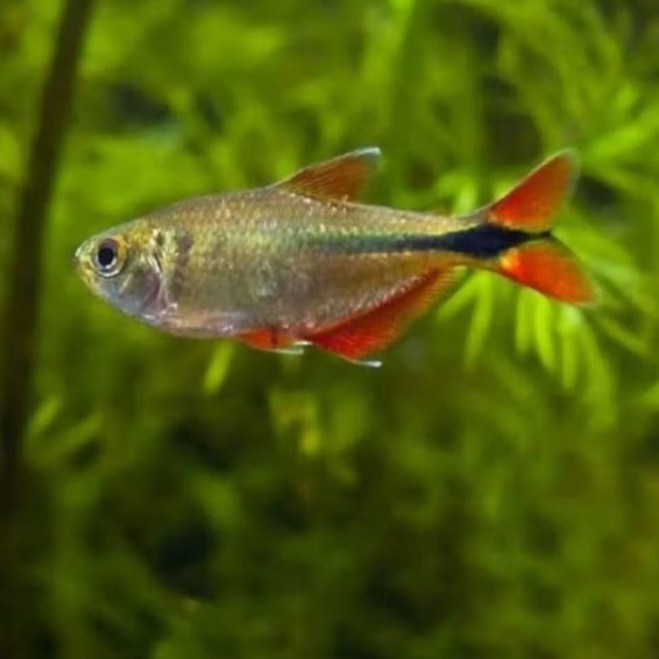 IKAN HIAS BUENOS AIRES TETRA HYPHESSOBRYCON ANISITSI BOINES SIZE +-3 CM [ISI 12 EKOR]