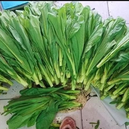 Sayur Fumak Kumek Fresh 1kg || Gratis Fumak 1kg