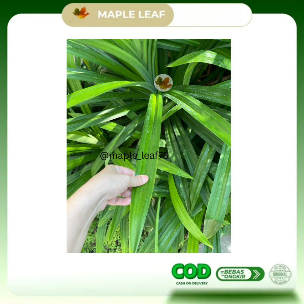 Daun Pandan Wangi Segar | Pandan Wangi /Daun Pandan Segar