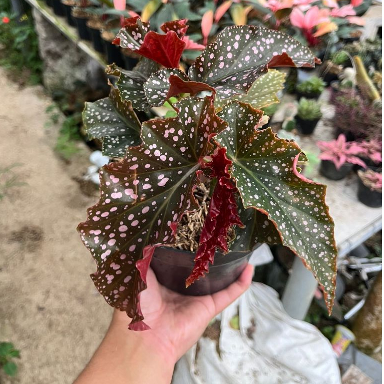 Tanaman Hias Begonia Maculata Wightii Daun Bercorak Polkadot Merah – Tanaman Hidup