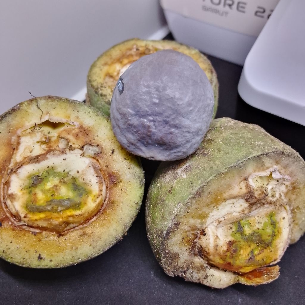 Muncang Adu YANTI MM Buah CANGKLONG