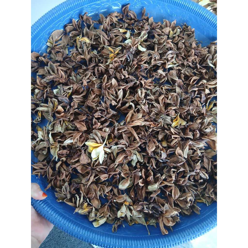 kamboja kering premium / Frangi pani jepun kering/ teh bunga kamboja kering herbal natural obat alam