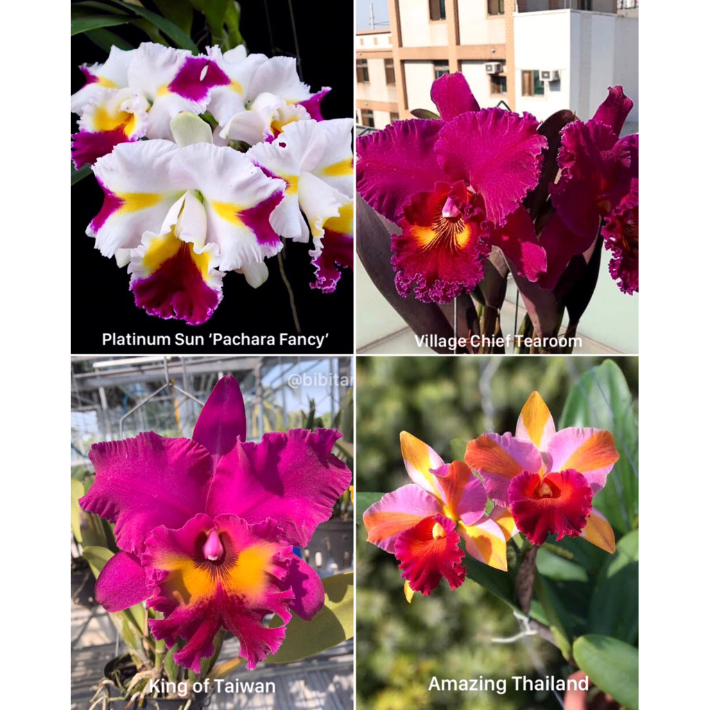 Paket Promo 4 Seeddling Anggrek Cattleya