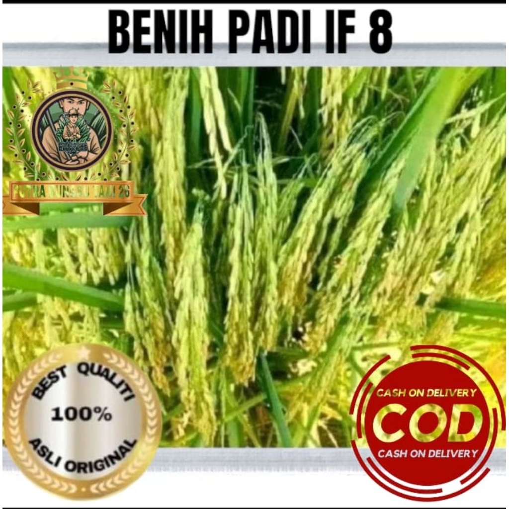 BENIH PADI IF 8 BERKURANG ORIGINAL KEMASAN 5KG