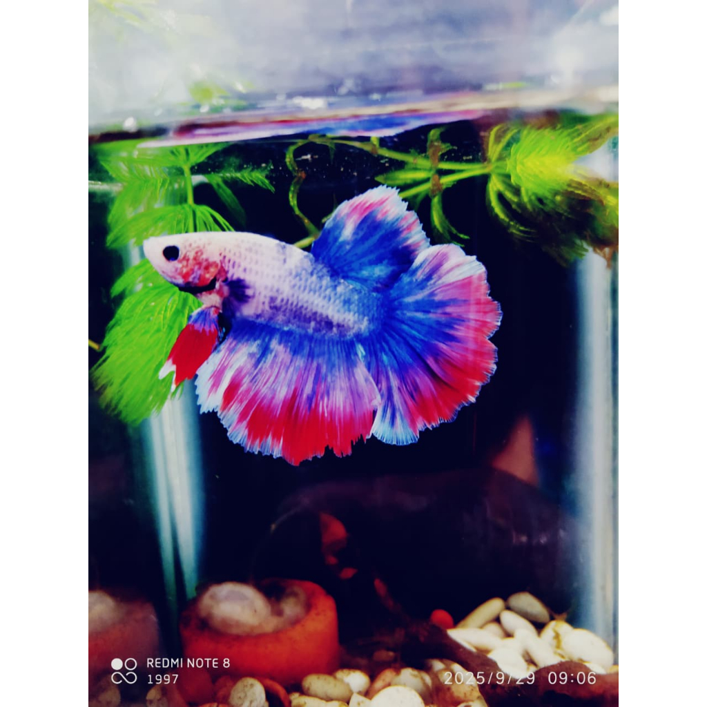 Ikan Indukan Jantan Cupang Halfmoon