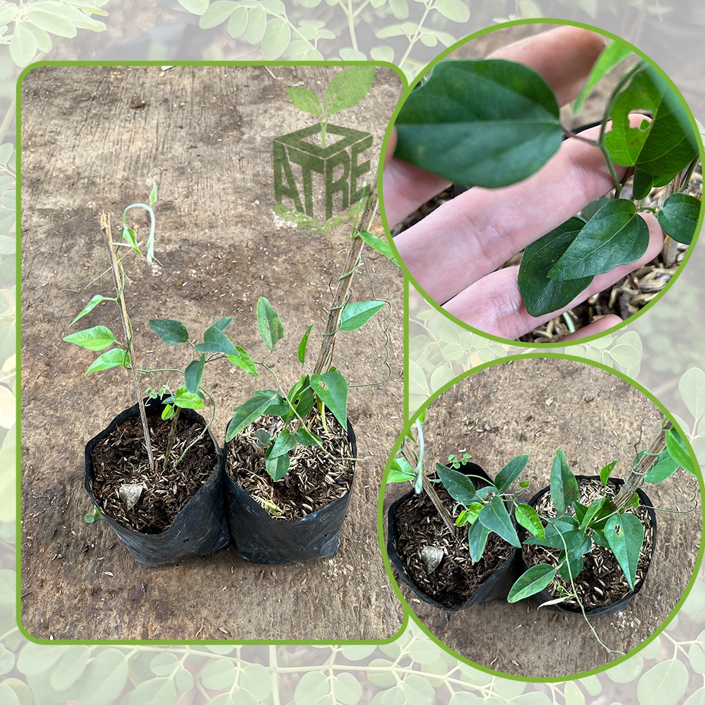 Bibit Tanaman Cincau Jelly Rambat, Tanaman Cincau jeli, cincau hijau rambat jelly