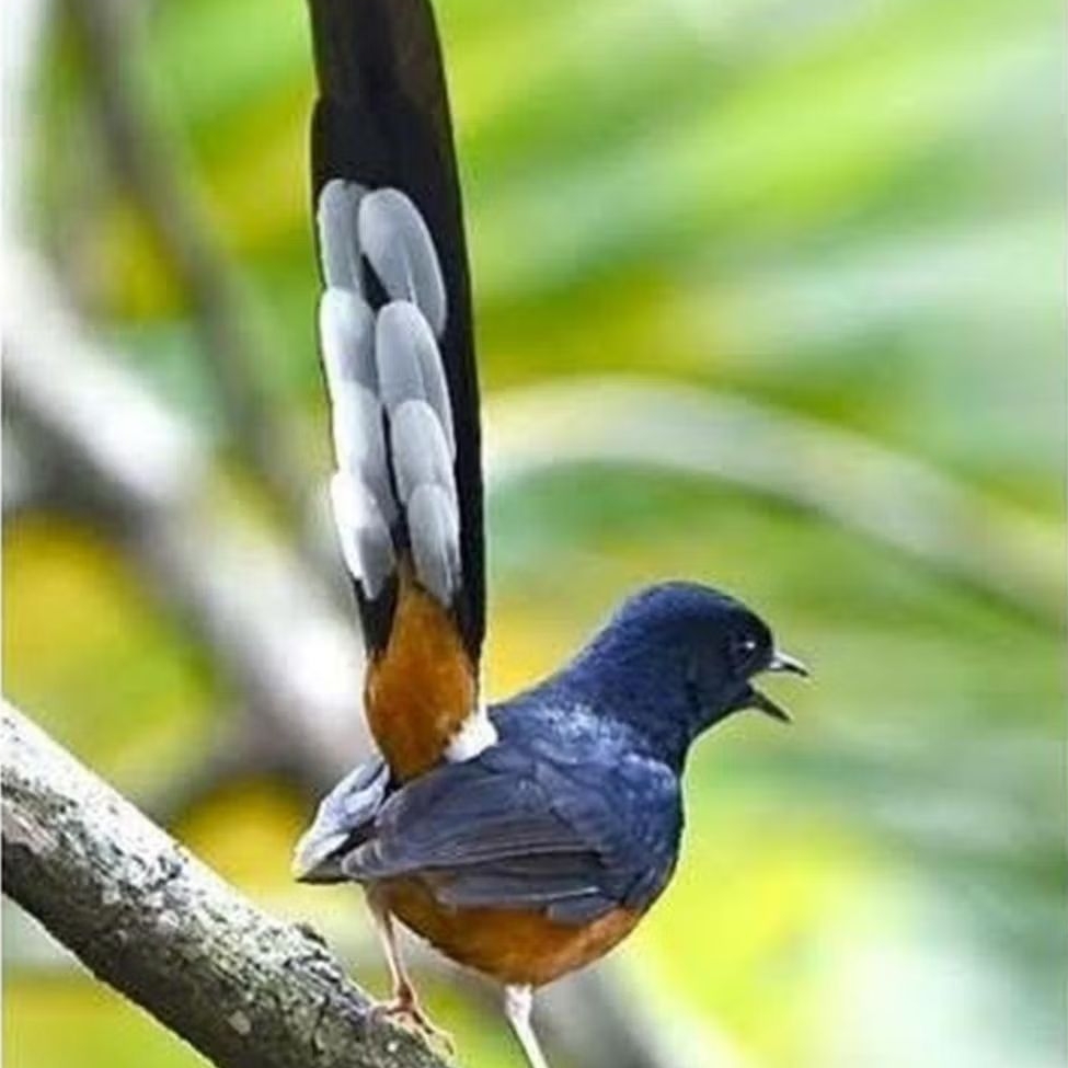 telur fertil murai batu medan indukan prestasi 100%- telur fertil siap tetas