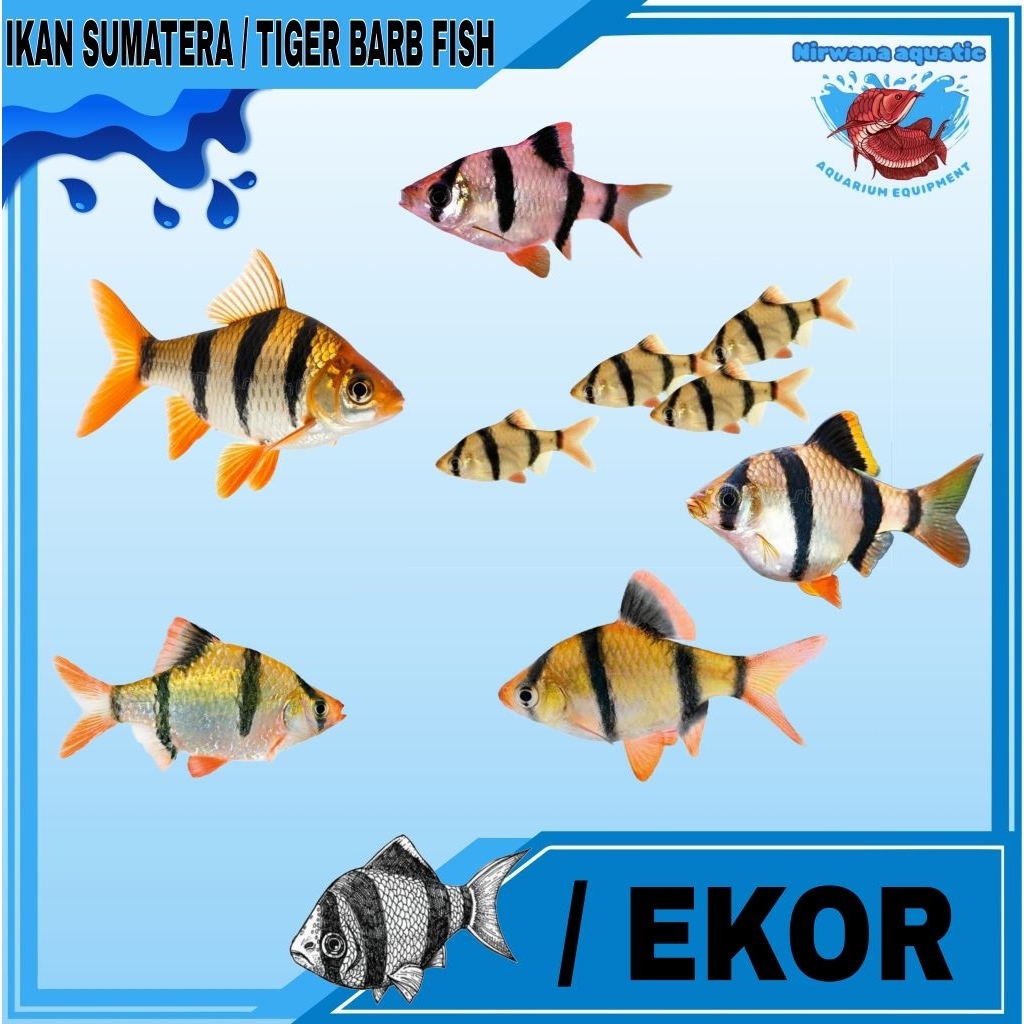 (INSTAN) IKAN SUMATRA / TIGER BARB FISH. BIASA & ALBINO