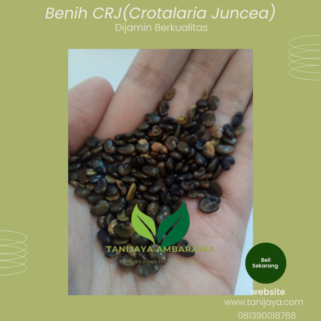 Sampel benih LCC  CRJ (clotalaria Juncea) orok-orok 1 kg