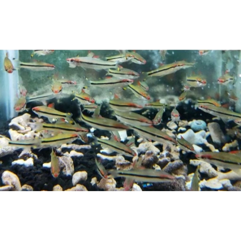 Pontius denisoni  ikan hias