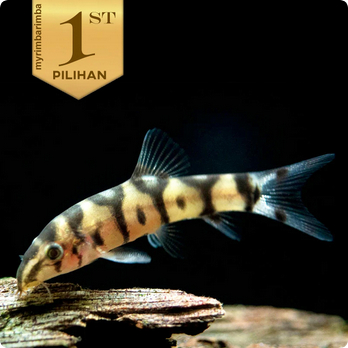 Botia India Yoyo Loach Ikan Hias Aquascape Air Tawar Hiasan Aquarium