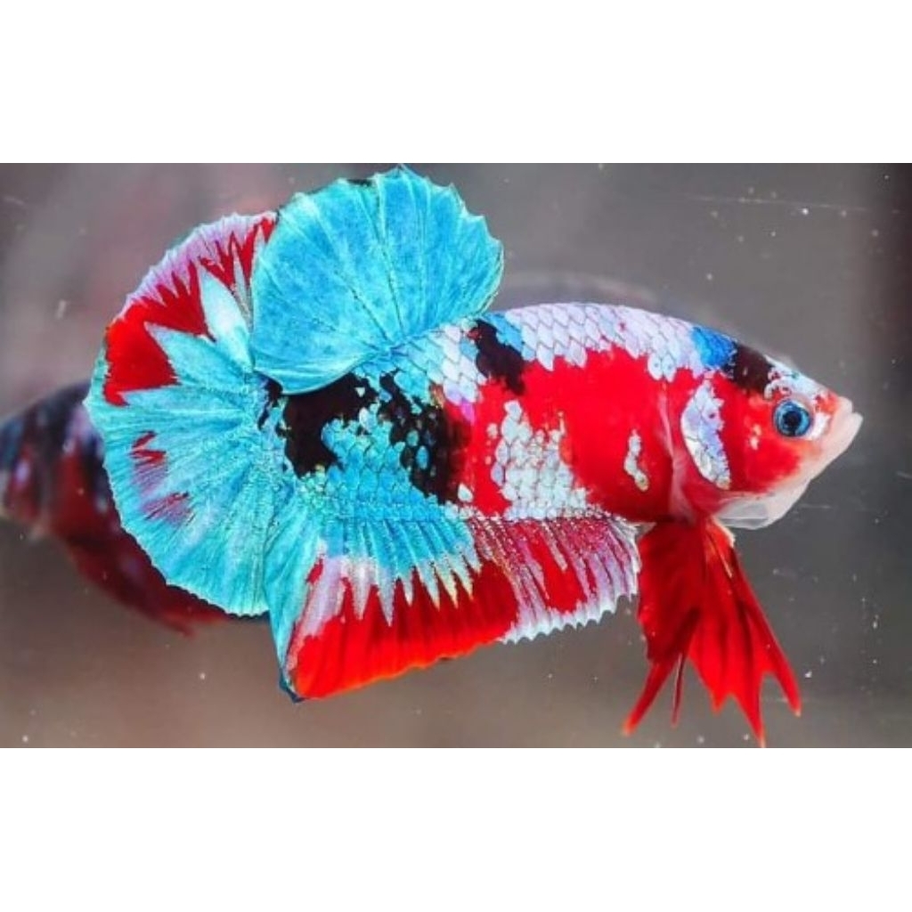 Cupang Plakat Multicolor Grade A+