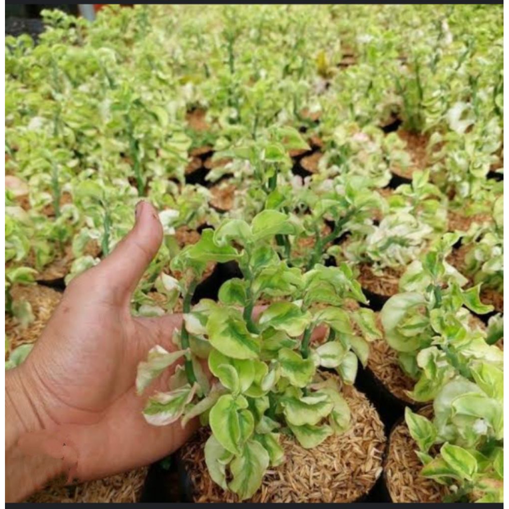 BIBIT TANAMAN PATAH TULANG VARIEGATA SEMI PINK CURLY , PATAH TULANG KERITING, PATAH TULANG PINK , TA