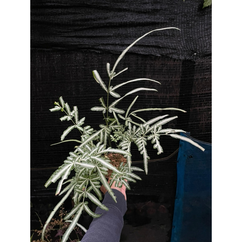 tanaman hias pakis cendrawasih variegata suplir