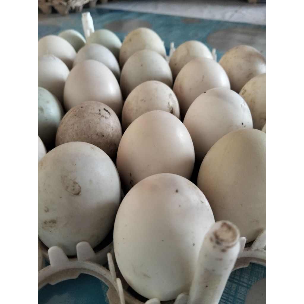 Telur Bebek Segar – Berkualitas untuk Konsumsi / Bibit Tetas