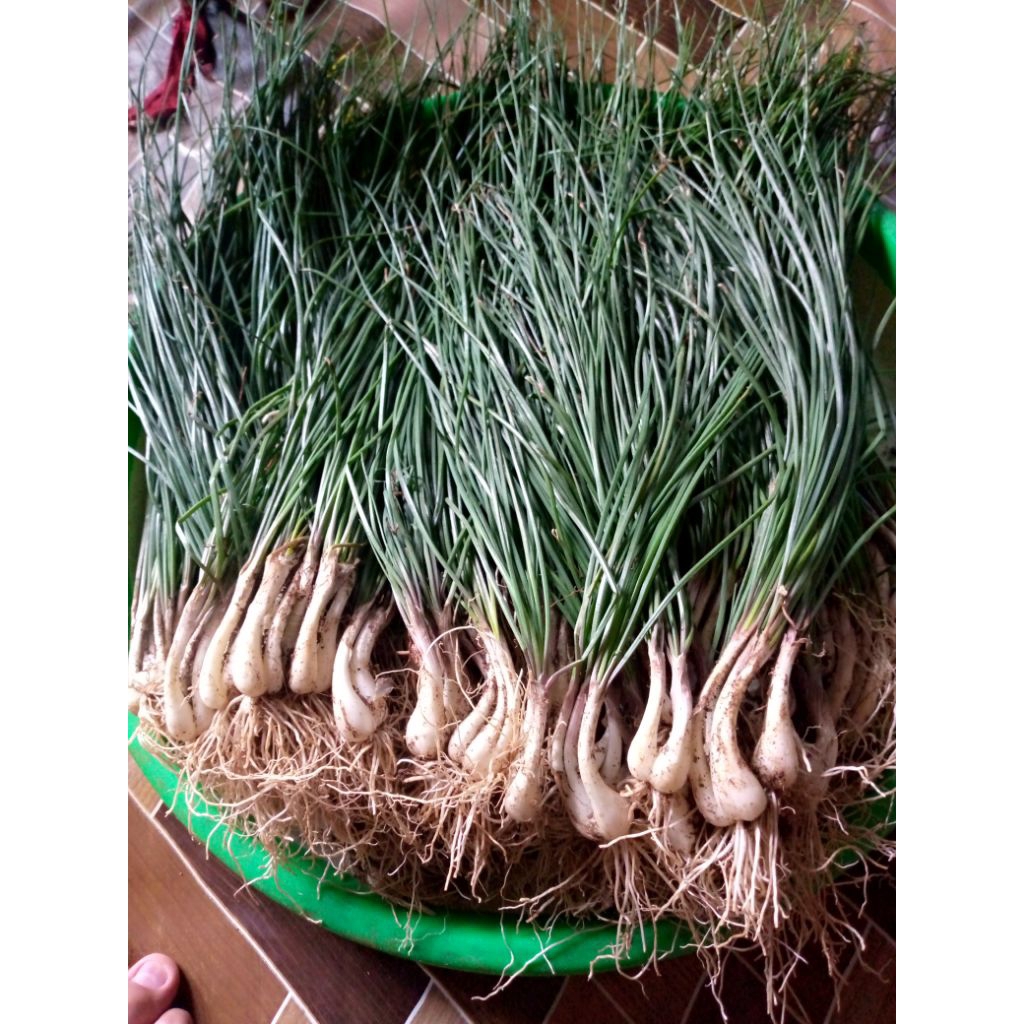 Daun Kuncai 1kg Kucai Bawang Batak Bawang Lokio