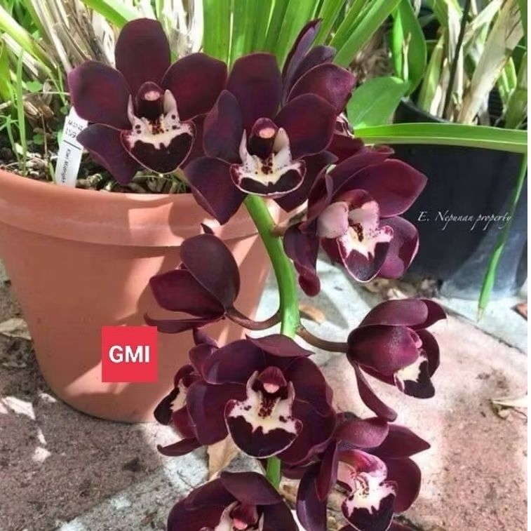Anggrek Tanah Cymbidium wangi ( Kiwi midnigt )