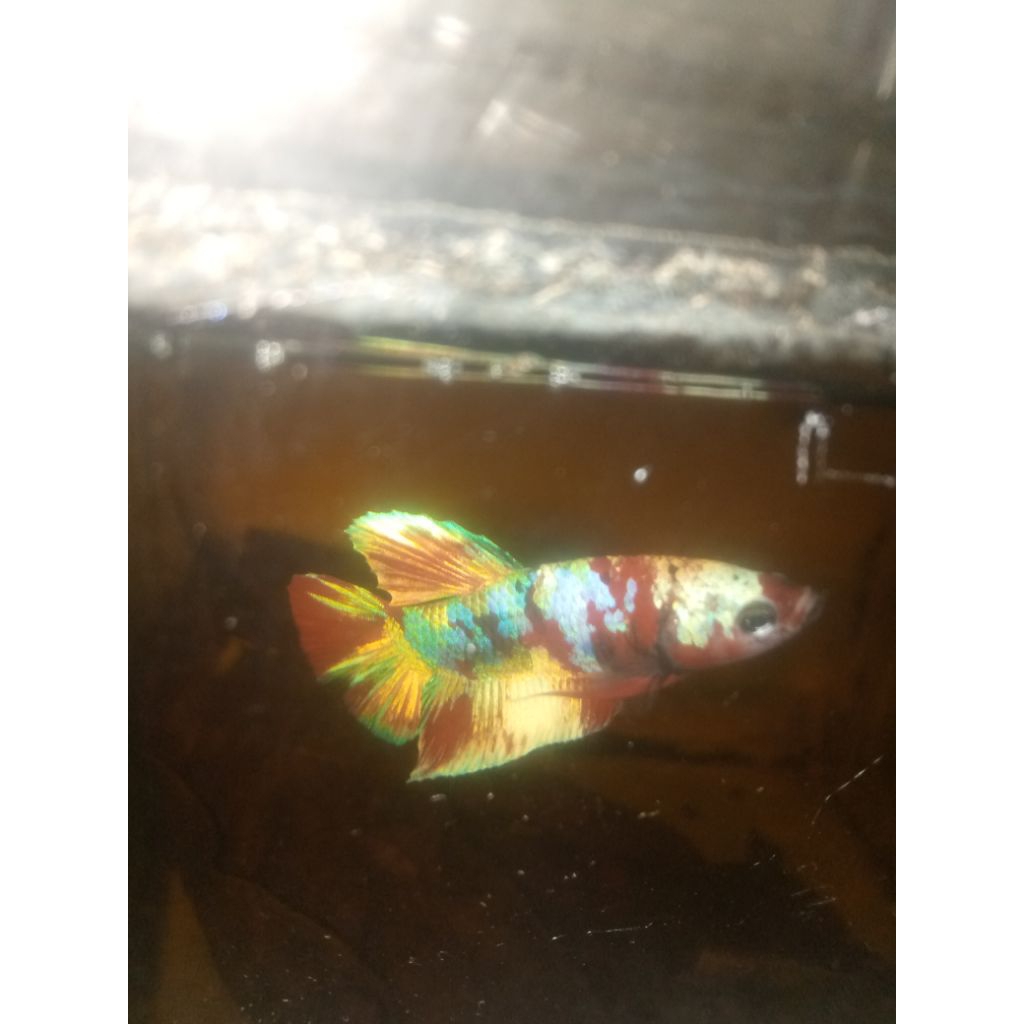 ikan cupang barongsai mult