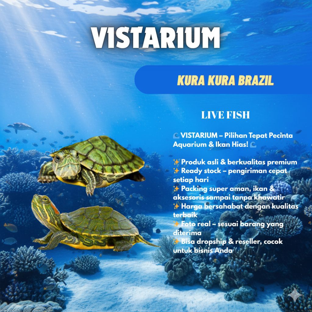 kura kura Brazil ukuran 3 cm Aksesories aquarium