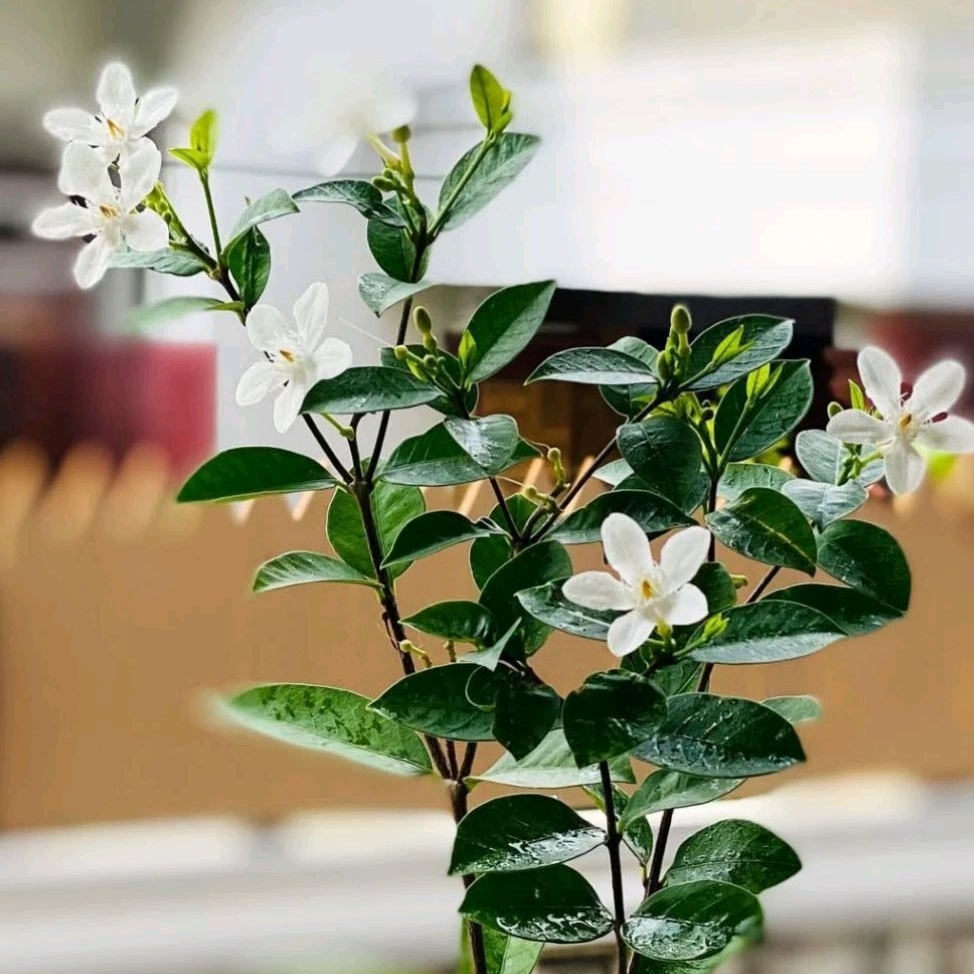 Tanaman hias hidup melati costa - pohon bunga melati wangi -bunga melati costa