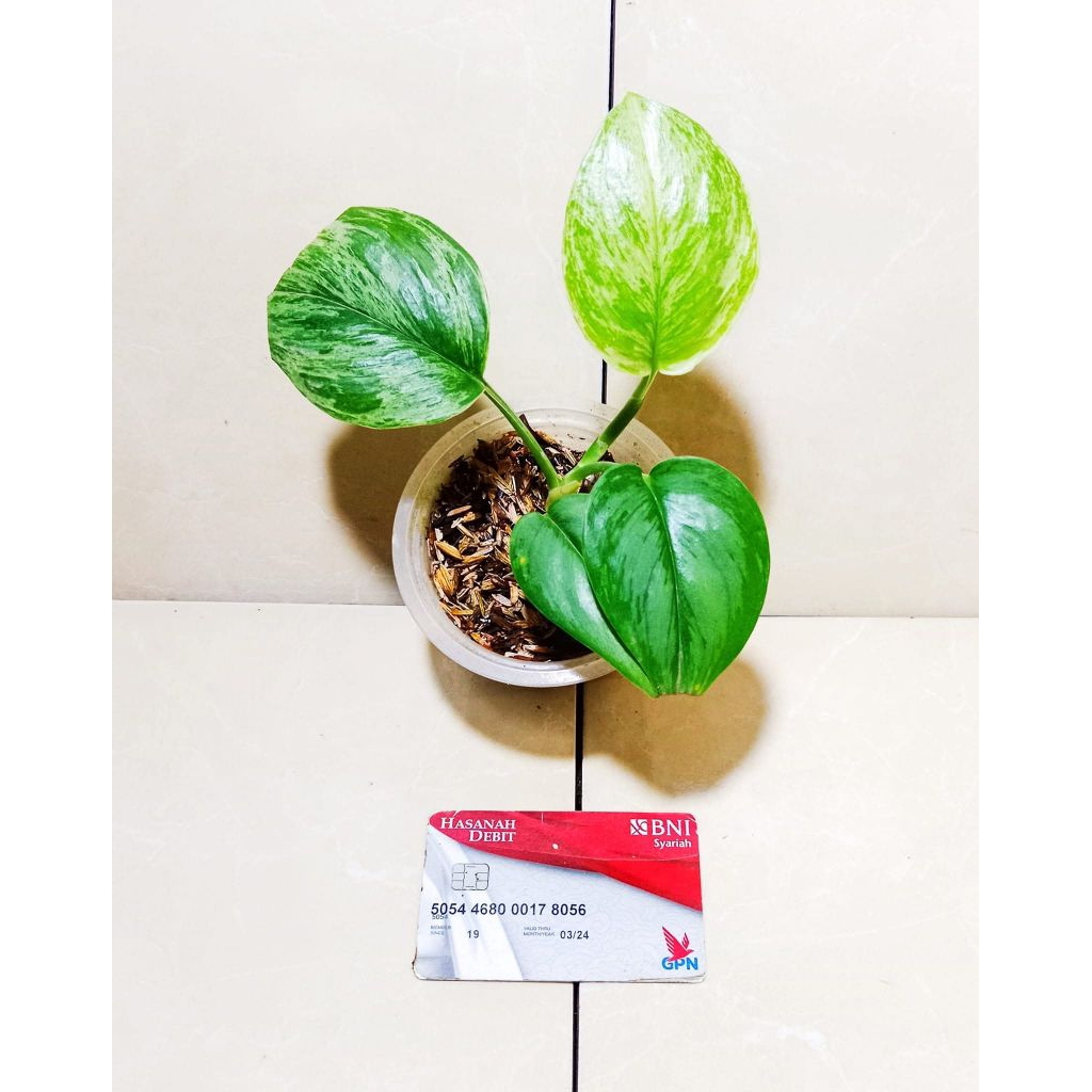 scindapsus treubi var mint